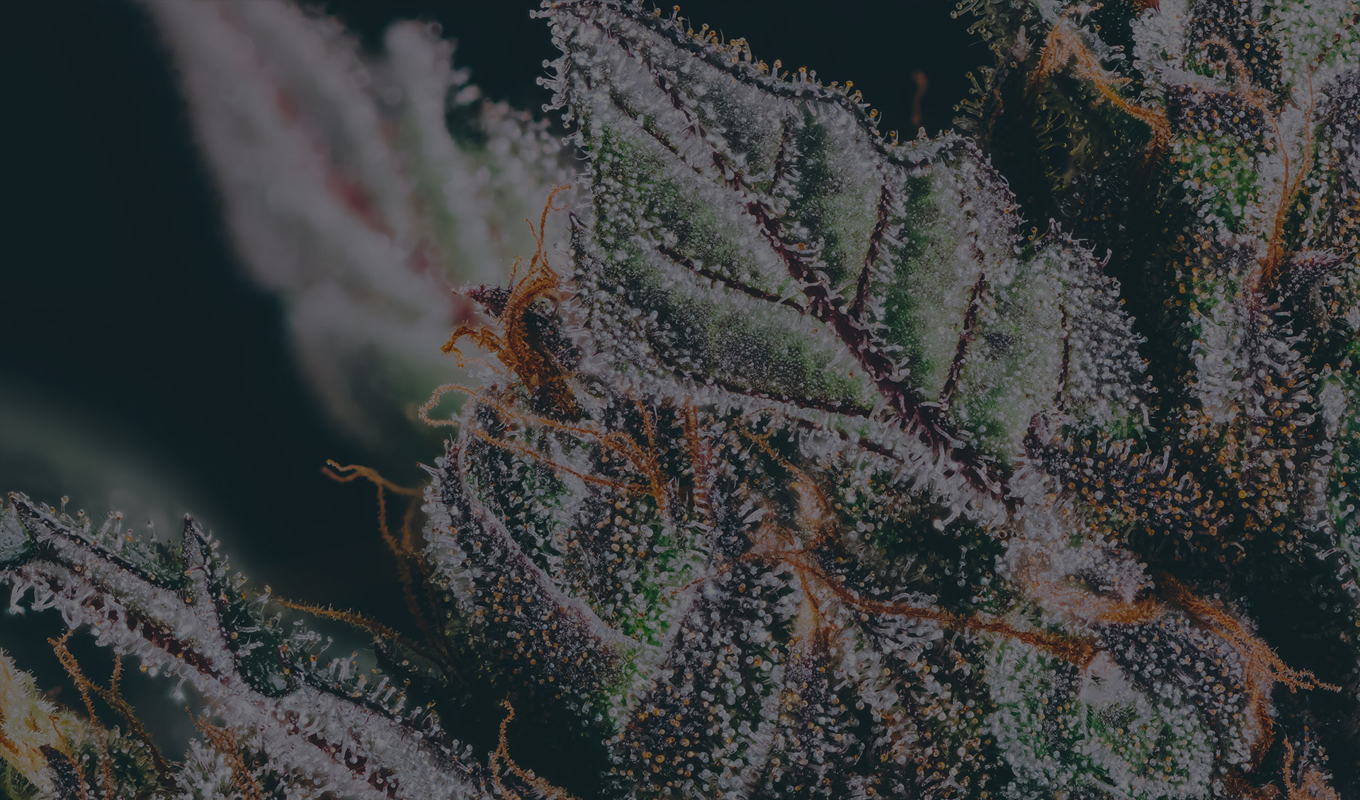 BLKMKT Top Shelf Cannabis