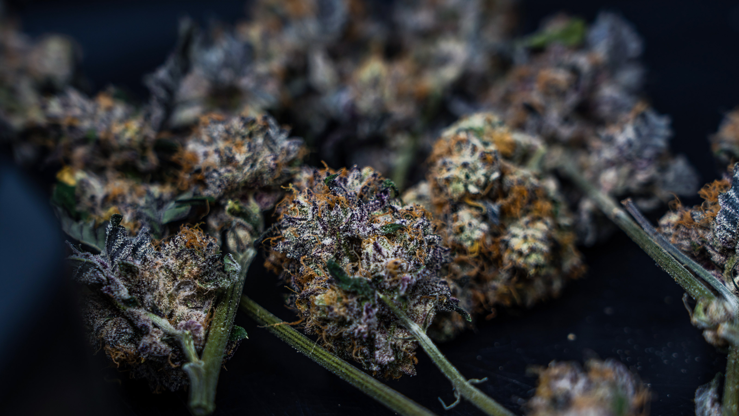 BLKMKT Animal Sorbet Kush Mints