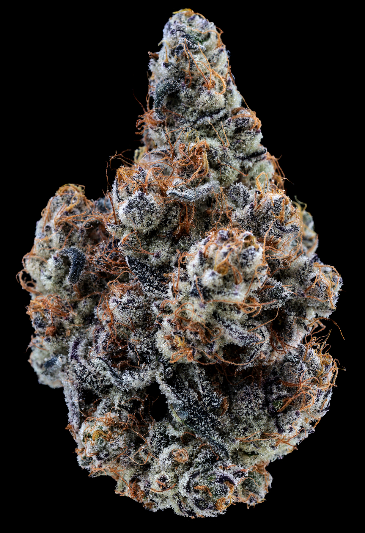BLK-Rain-Bud