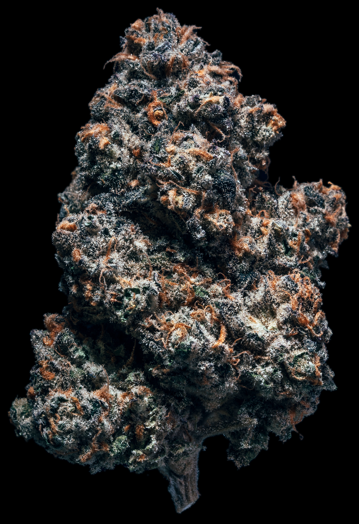 LA-WoMac-Bud
